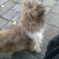 بوبی شیتزو اصل نر ۱۵۰۰تومن|سگ|مشگین شهر, |دیوار