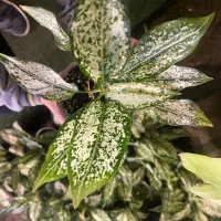 انواع گیاهان آپارتمانی|گل و گیاه طبیعی|کرج, شهرک اوج|دیوار