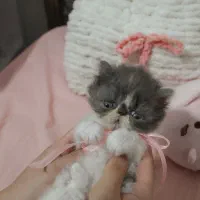 گربه پرشین سوپرفلت کالیکوی اصیل