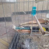 فروش ی عروس هلندی ماده