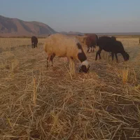 میش
