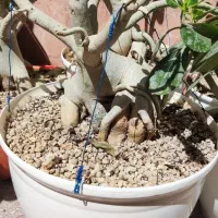 بونسای گیاه آدنیوم عربیکوم غول پیکر