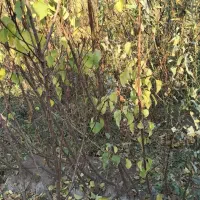 انواع نهال گردو بادام|خدمات باغبانی و درختکاری|تبریز, |دیوار