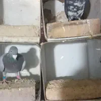 جفت آلمانی|پرنده|فردوس (خراسان), |دیوار