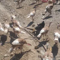 فروش بوقلمون و مرغ