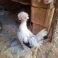 مرغ خروس سلطان|حیوانات مزرعه|مسجد سلیمان, |دیوار