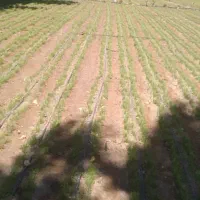 نشاء و غده پیاز|خدمات باغبانی و درختکاری|منوجان, |دیوار