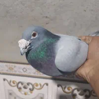 کیلومتری نر|پرنده|سراوان, |دیوار