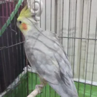 عروس هلندی نر آهویی