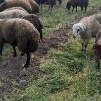 بره چاق ارگانیک|حیوانات مزرعه|دینور, |دیوار