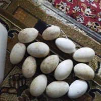 چهارده تا تخم  غاز نطفه دار