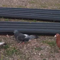 کبوتر نر سیاه قدی