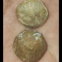 انواع مهره اصلی۱|زیورآلات و اکسسوری|ایلام, |دیوار