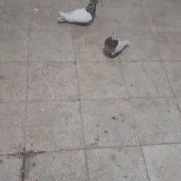 یک جفت کفتر کله|پرنده|مشکان, |دیوار