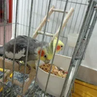 عروس هلندی...