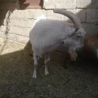 نری سانن|حیوانات مزرعه|گلباف, |دیوار