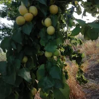 باغ شهری حاجی اباد نقش رستم|فروش زمین و ملک کلنگی|مرودشت, نقش رستم|دیوار