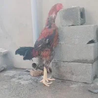 خروس لاری افغان|حیوانات مزرعه|تاتار علیا, |دیوار