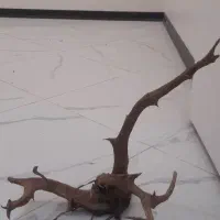 ابنوس