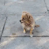 سگ پاکوتاه میکس