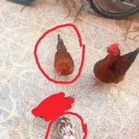 خروس دو رگ و دو عدد مرغ