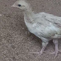 جوجه پرپا یک ماهه و ۱روزه