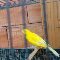 قناری طلایی رسمی