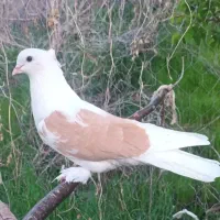 کبوتر شازده زرد.