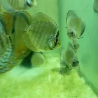 بچه دیسکس ۲ اینچ