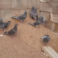 کبوتر پلاکی|پرنده|مسجد سلیمان, |دیوار
