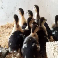 جوجه اردک اسرائیلی/محلی/جوجه گلپایگان
