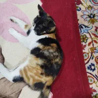 گربه dsh