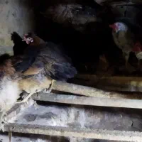 مرغ و خروس کوردی|حیوانات مزرعه|جوانرود, |دیوار