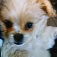 سگ نژاد امپریال