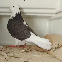 ۲عددکبوتر گمشده مشکین دشت