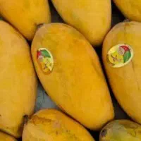 انبه گوشتی شیرین خوشمزه