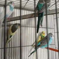 مرغ عشق های کارداده وآماده