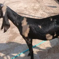 بُز