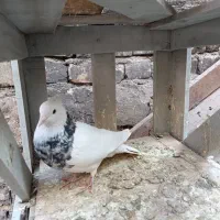 کفتر نر طوقی هتفرنگ