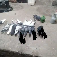 کبوترتهرانی طوقی