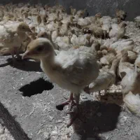 بوقلمون بیوتی ۶