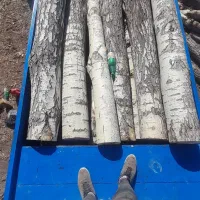 خرید انواع درخت خشک تر