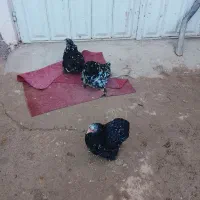 فروش مرغ کوشین ویک خروس ابریشمی