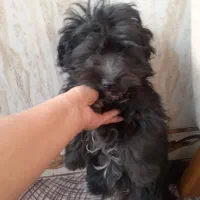 واگذاری طوله سگ شیتزو|سگ|گرگان, |دیوار