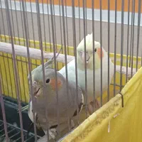 یک جفت عروس هلندی بسیار زیبا