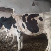 گاو شیری شکم دوم