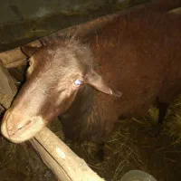 فروش فوری قوچ کشتاری