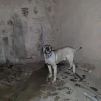 سگ سرابی|سگ|ترکمانچای, |دیوار