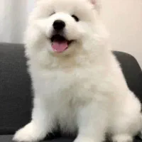 سامویید سوپرچمپیون