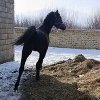 جوان اسب کرد|اسب و تجهیزات اسب‌سواری|سیلوانه, |دیوار